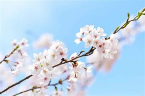 Inspiration du printemps et du renouveau au sein de l'Eglise Protestante Unie de Grasse et Vence