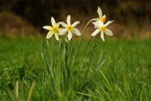 Newsletter - printemps - troisième semaine pâques